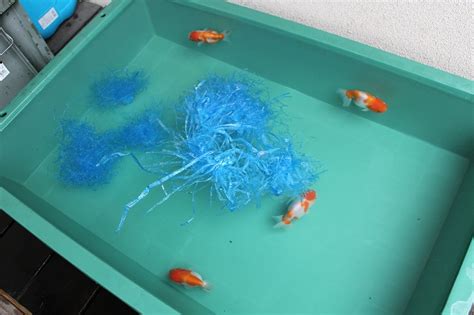 金魚養殖|金魚の繁殖をしてみよう！